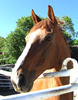 Summer Newsletter is available