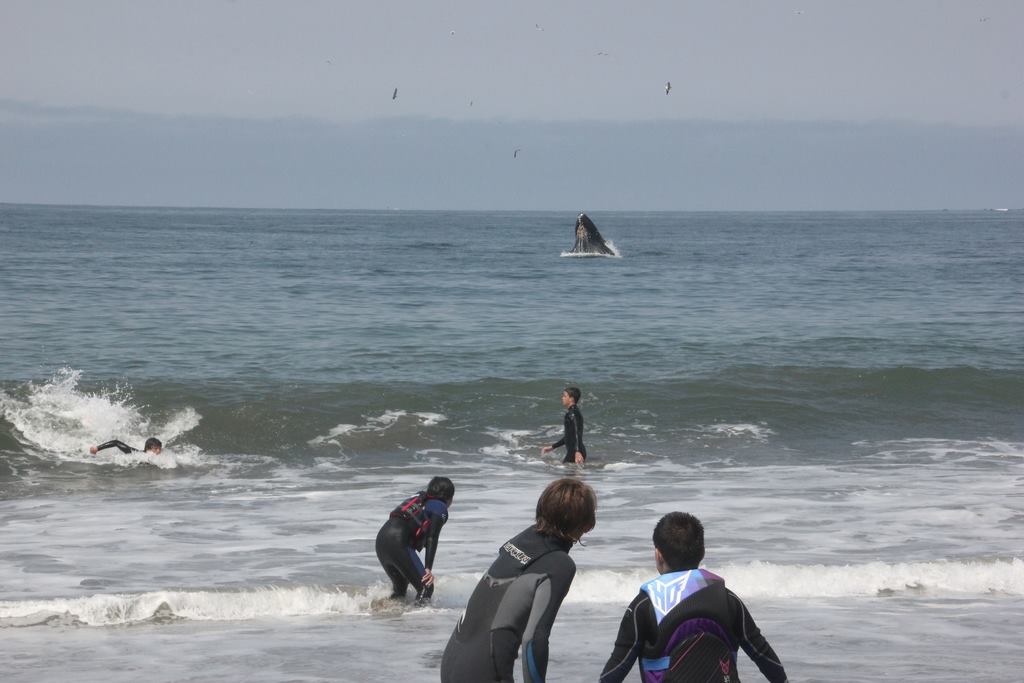 Whale-SurfCamp2014-08
