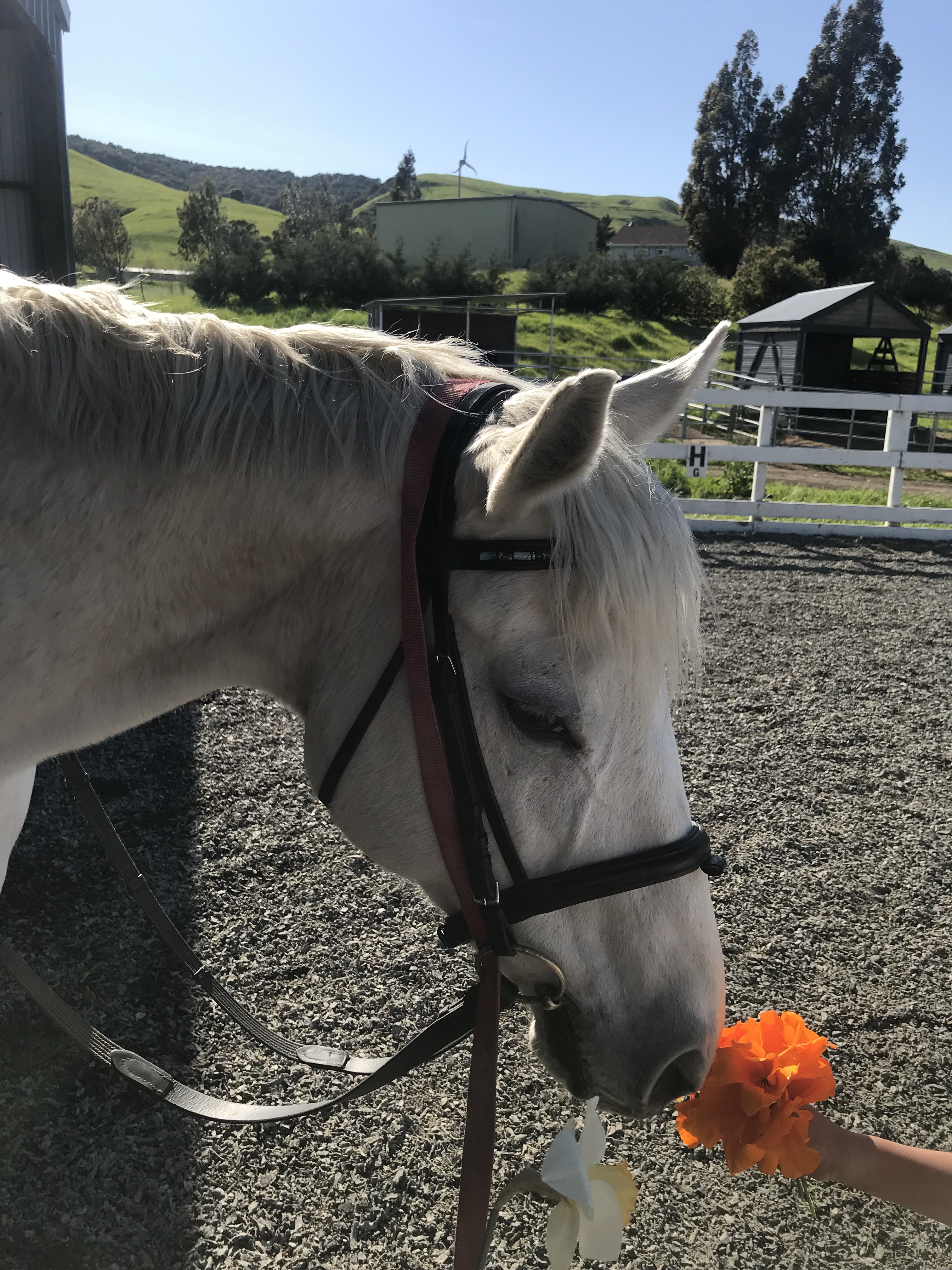 Current Program Horses Square Peg Foundation